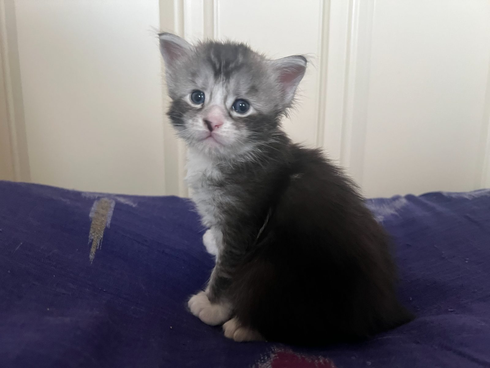 Karma at three weeks old
