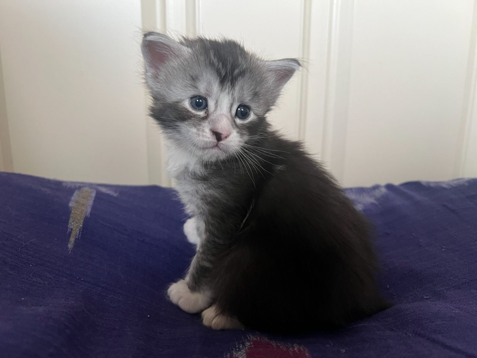 Karma at three weeks old