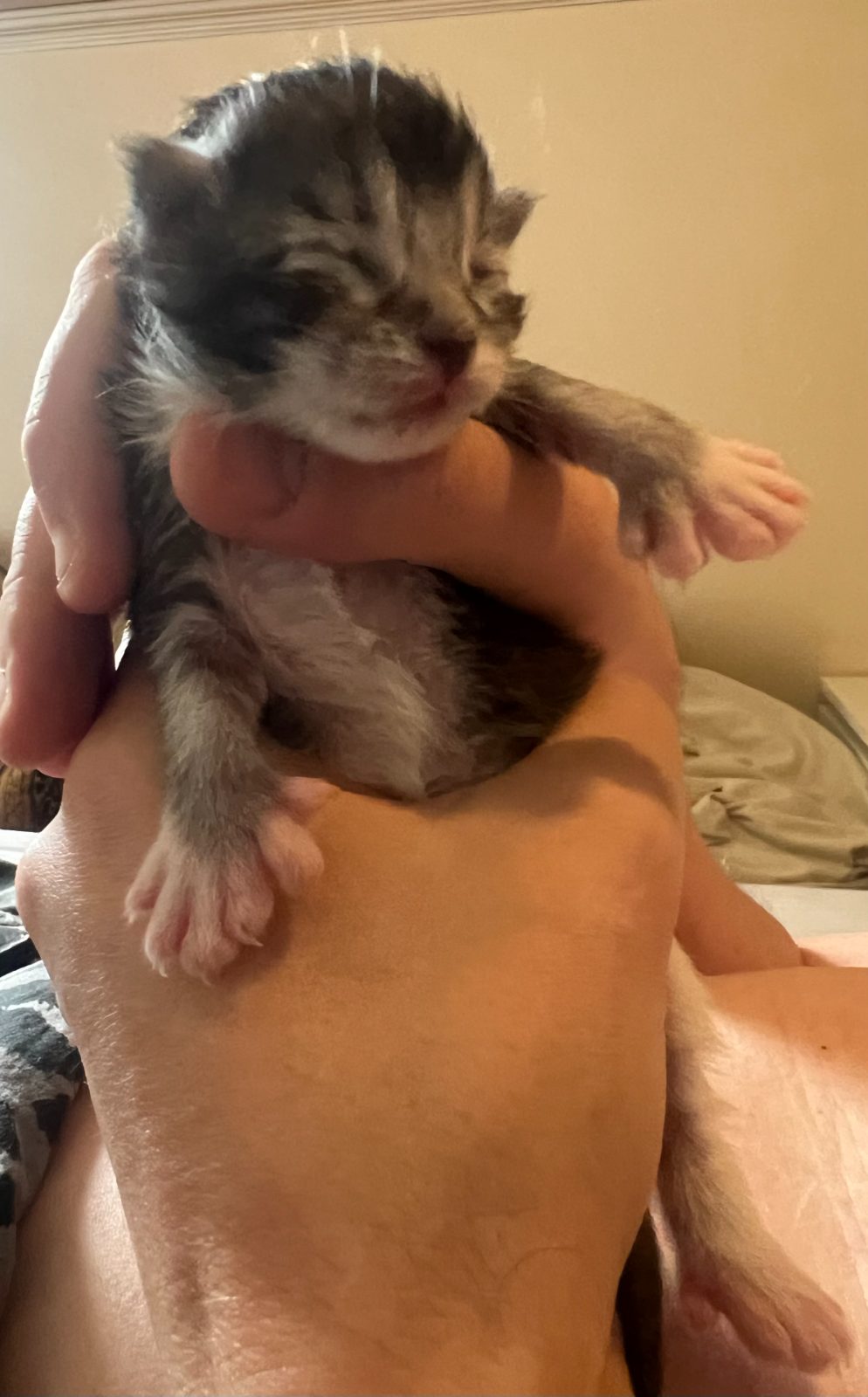 Kitten at five days old