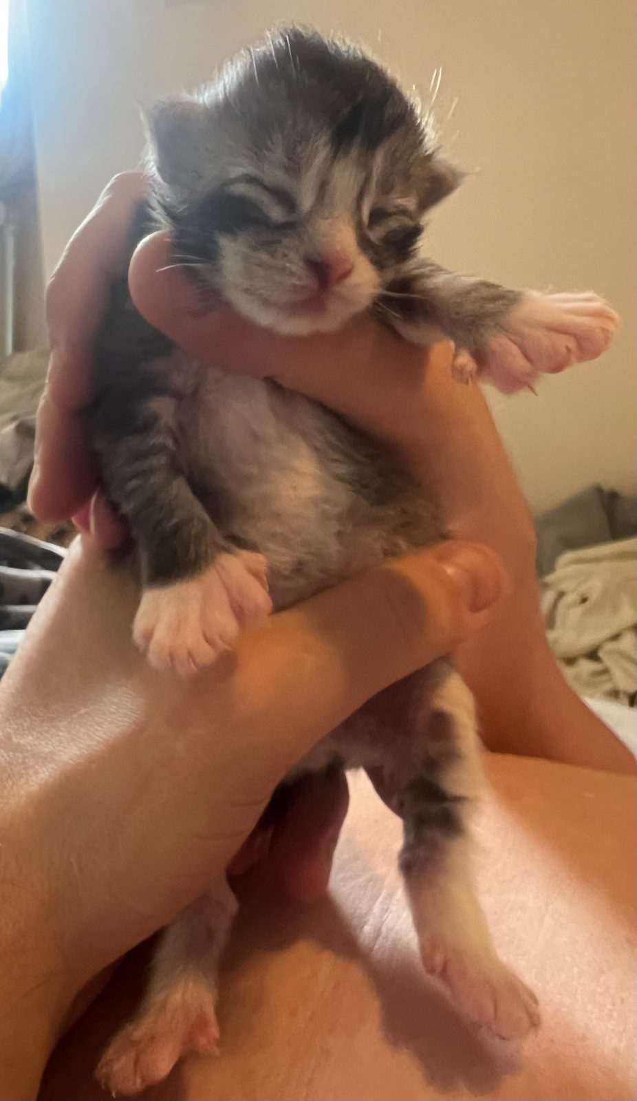 Kitten at five days old