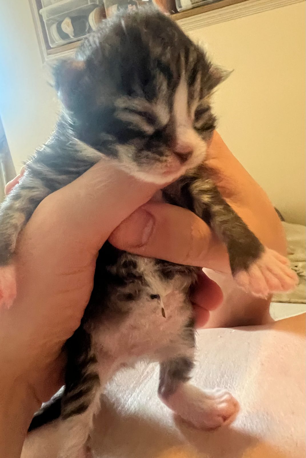 Kitten at five days old