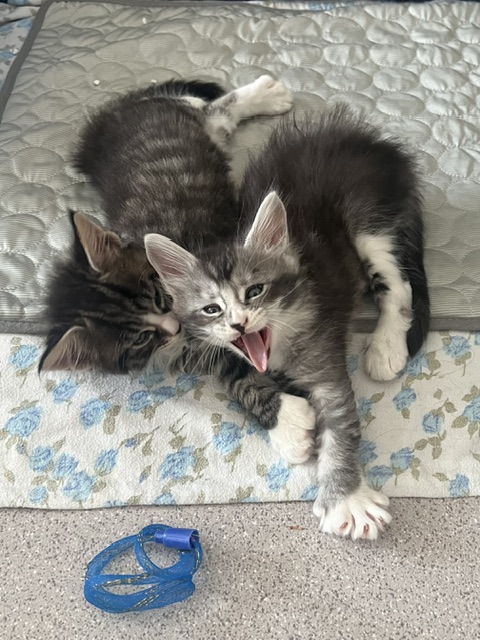 Kittens at six weeks old