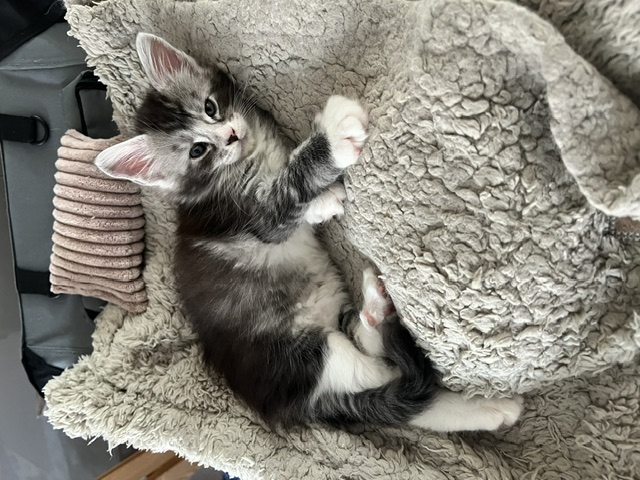 Kittens at six weeks old