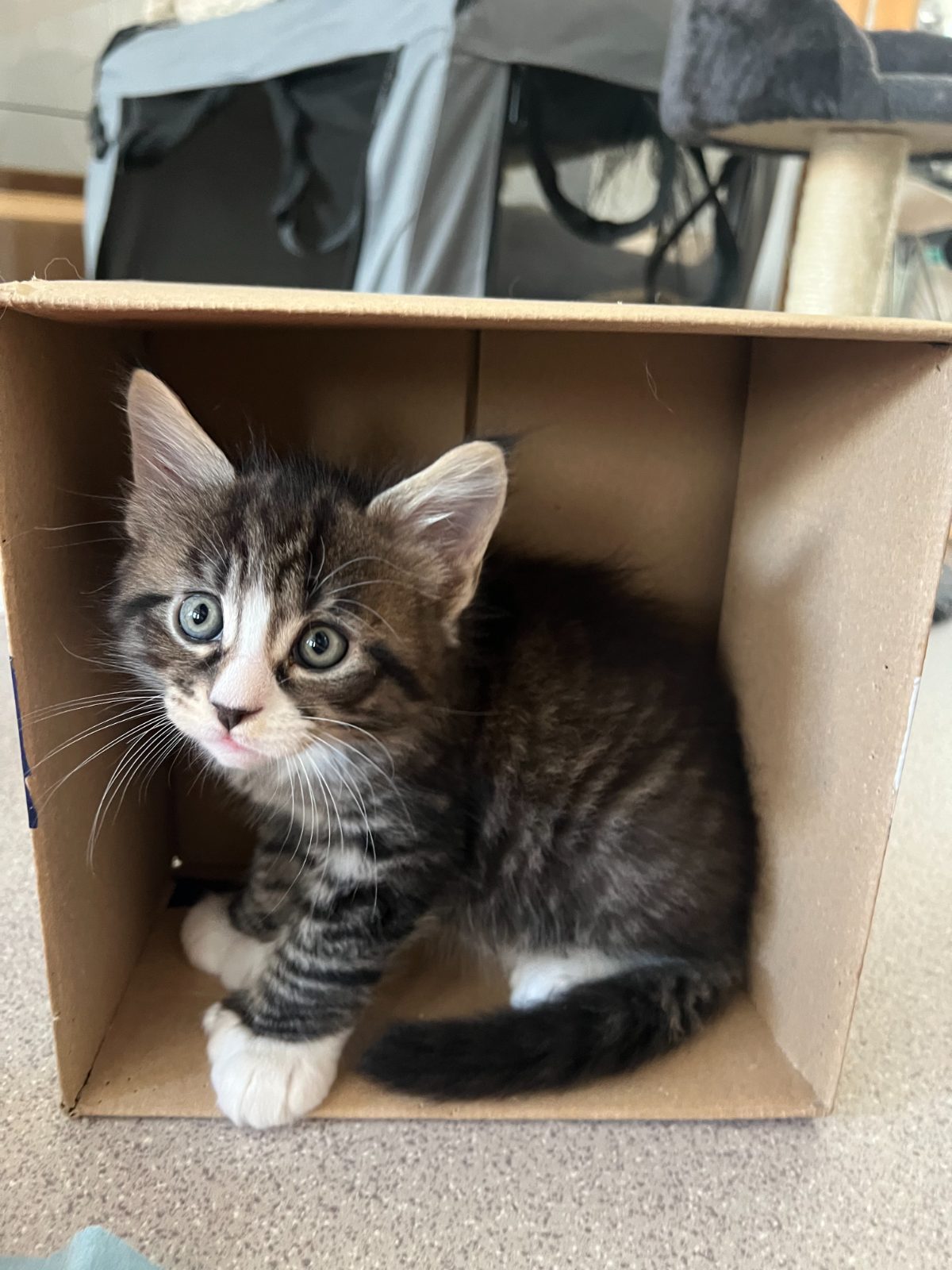 Kittens at six weeks old