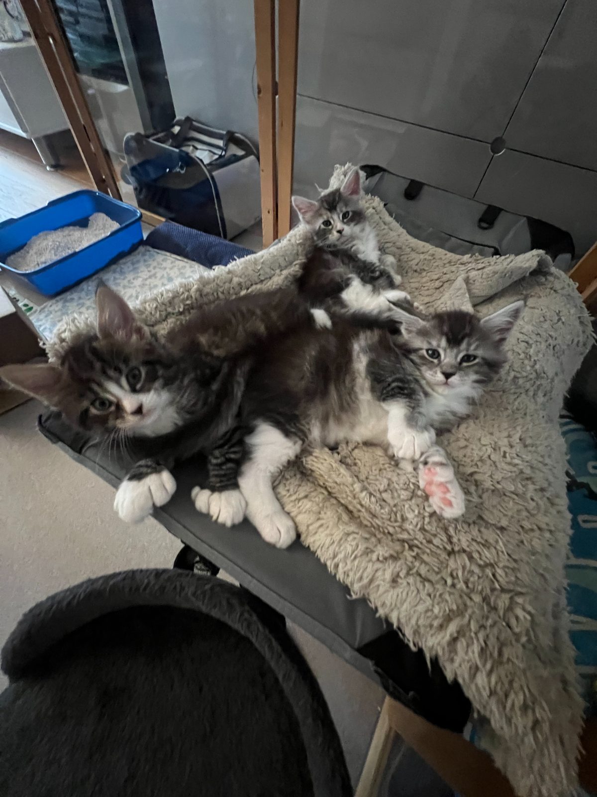 Kittens at six weeks old