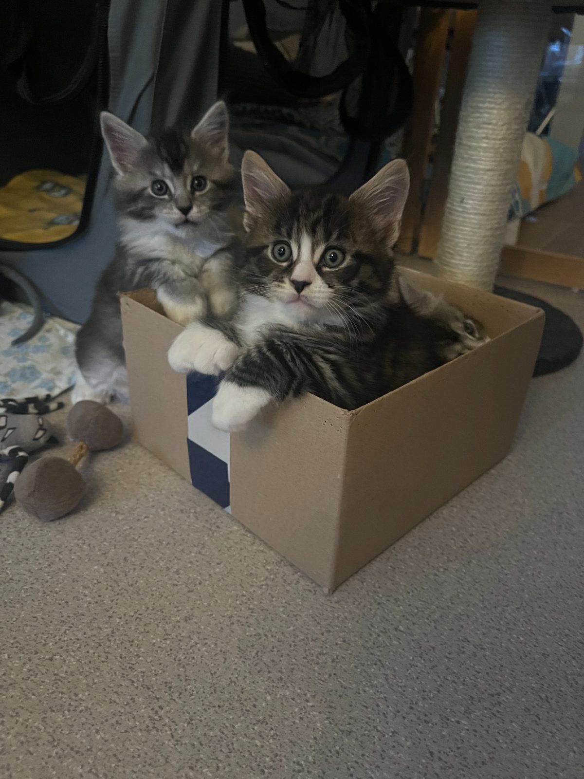 Kittens at six weeks old