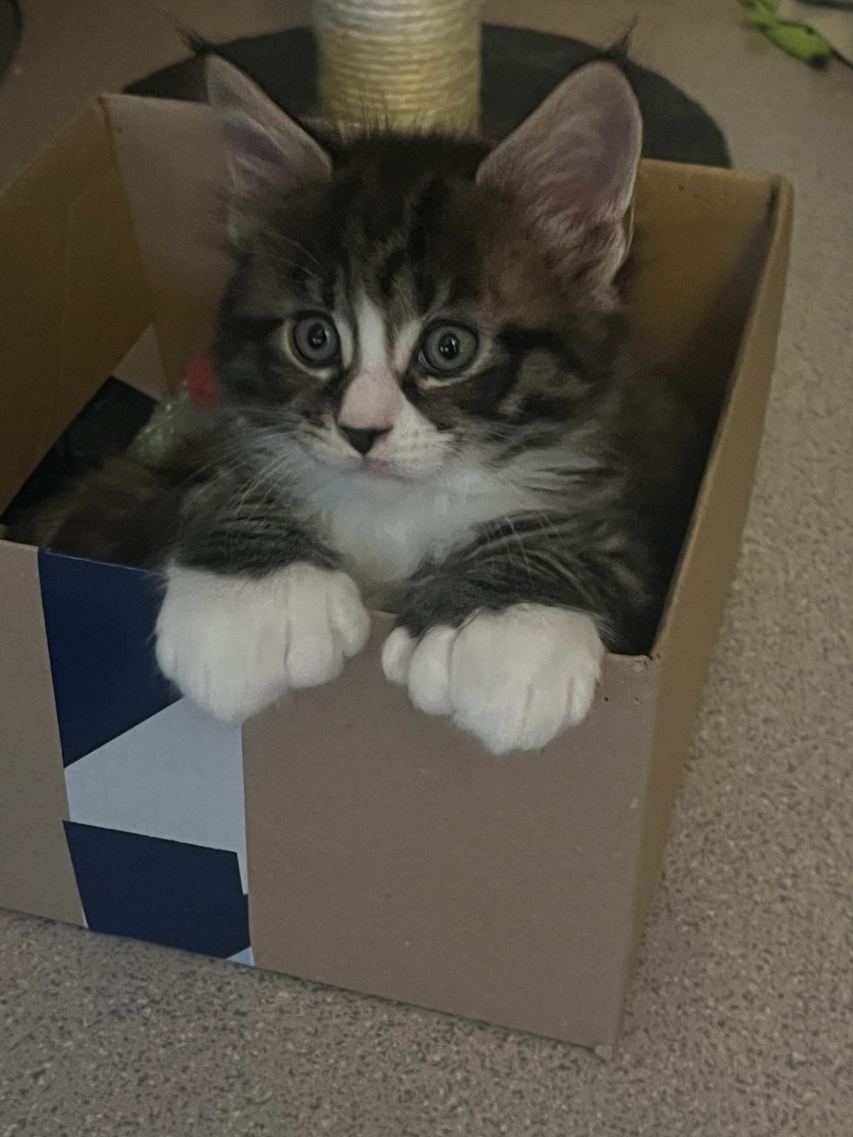 Kittens at six weeks old