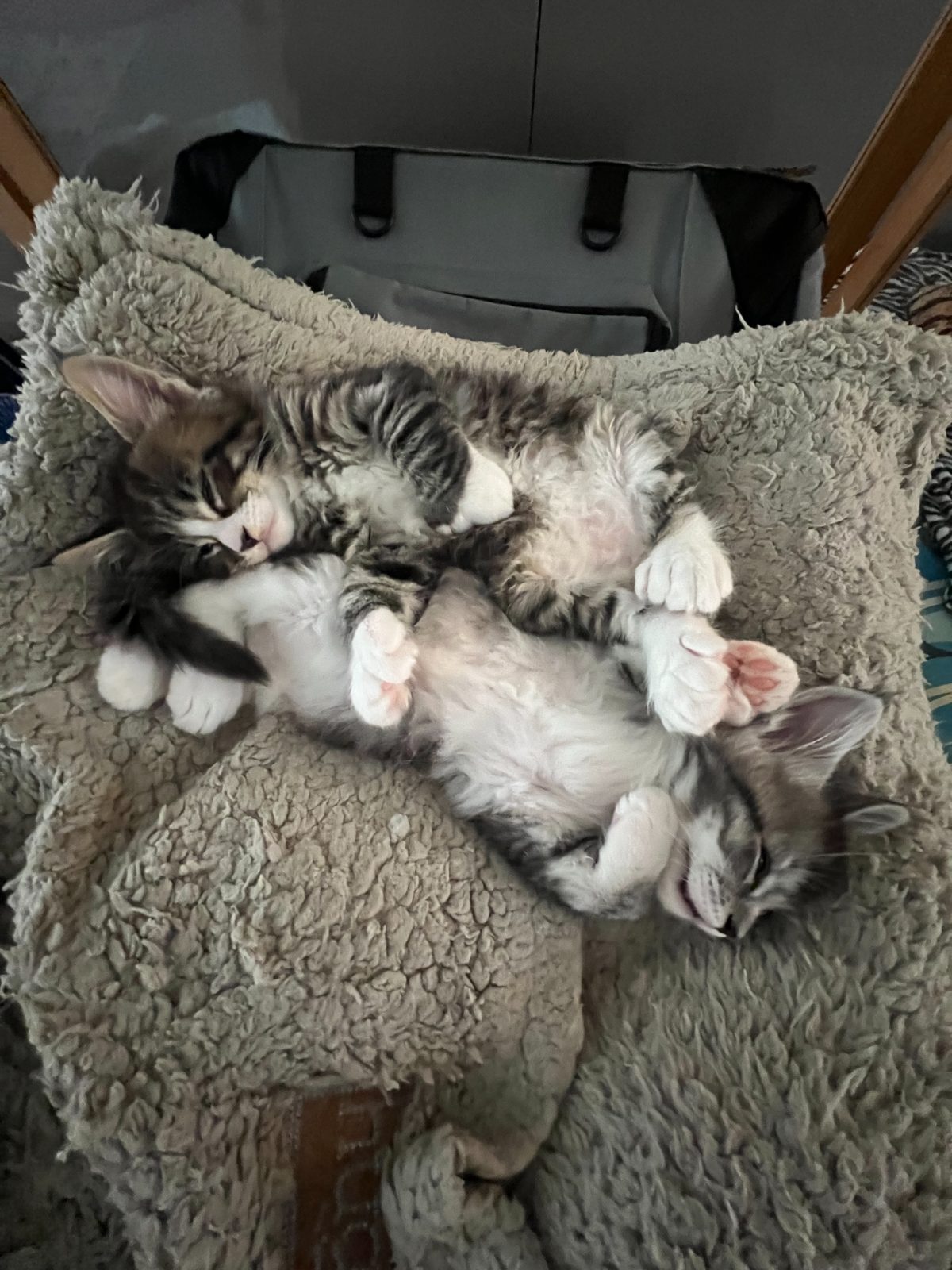 Kittens at six weeks old