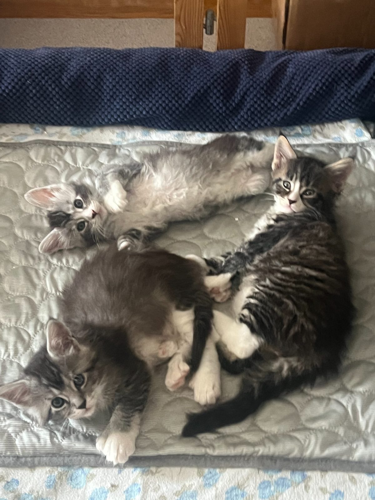 Kittens at six weeks old