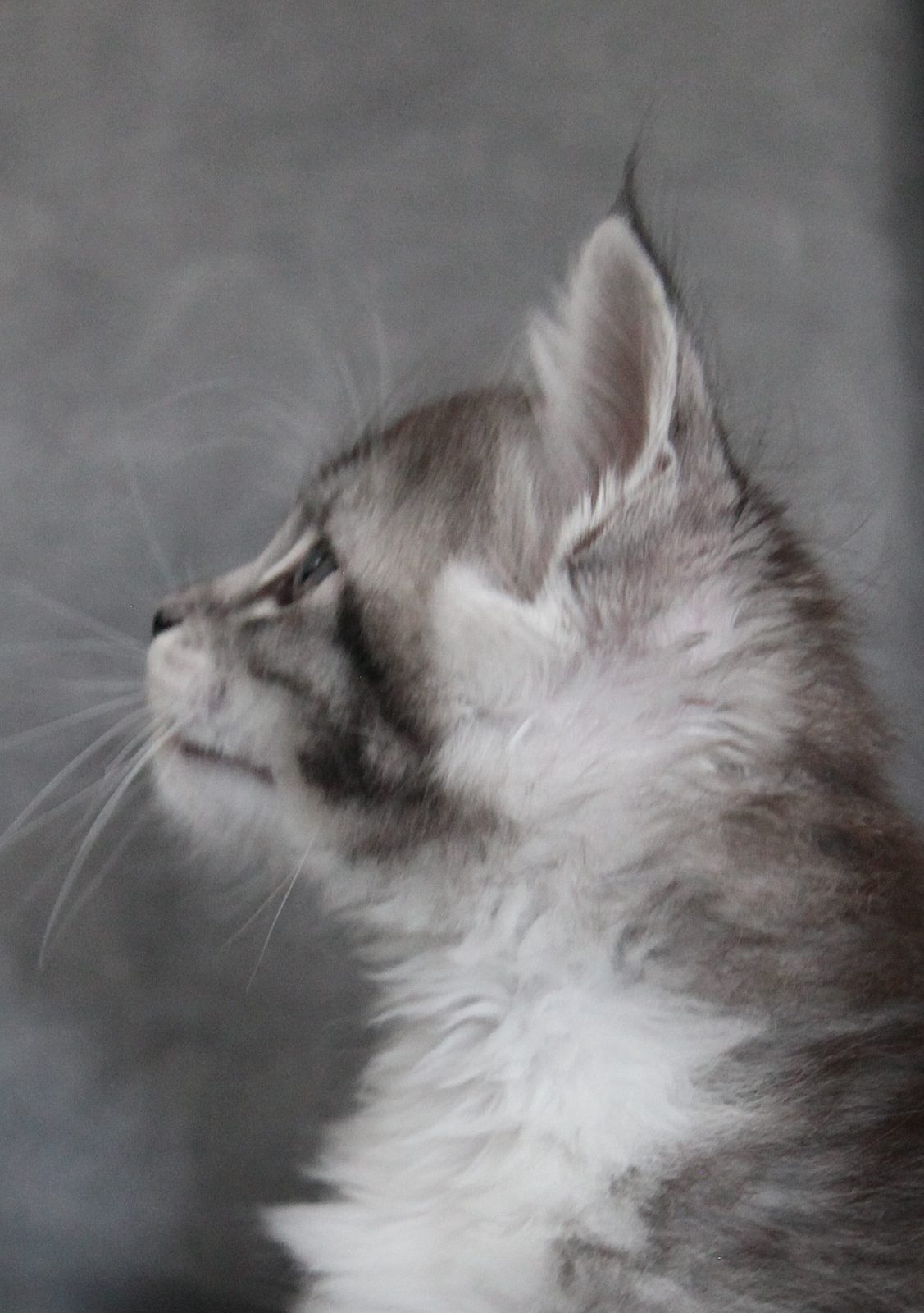 Bodhi at seven weeks old