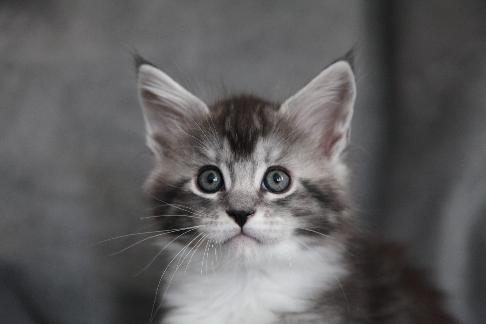Bodhi at seven weeks old