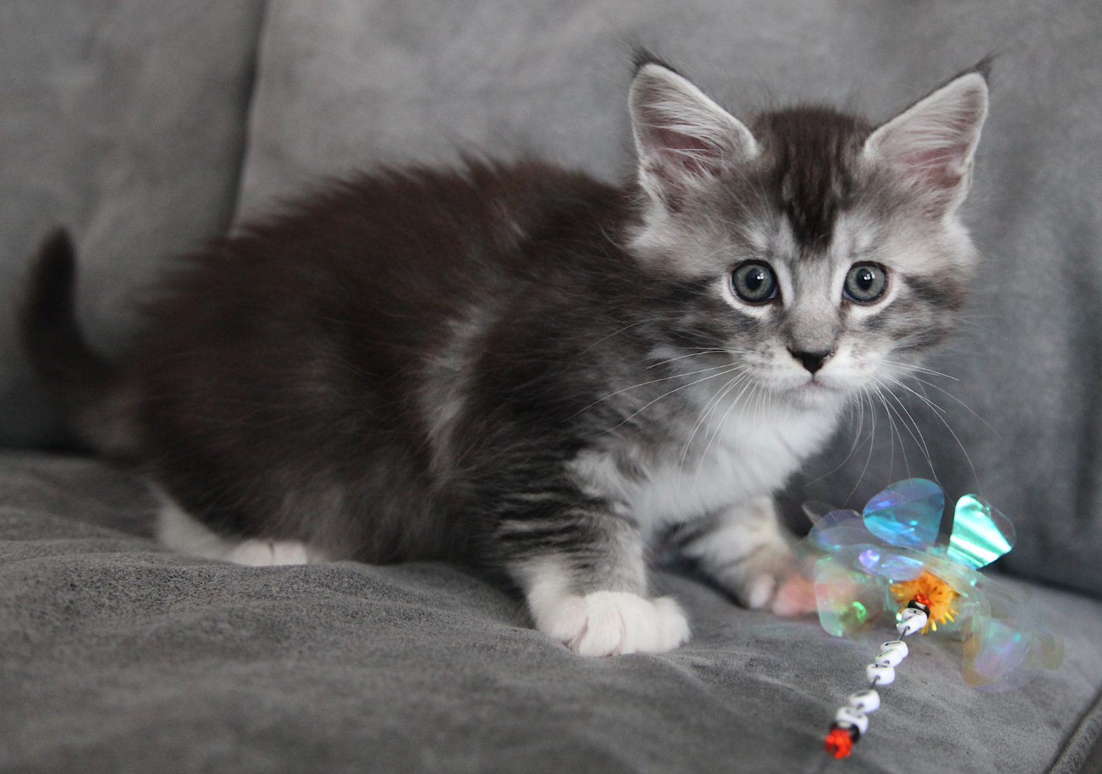 Bodhi at seven weeks old