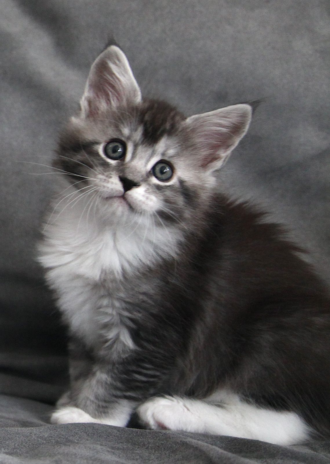 Bodhi at seven weeks old