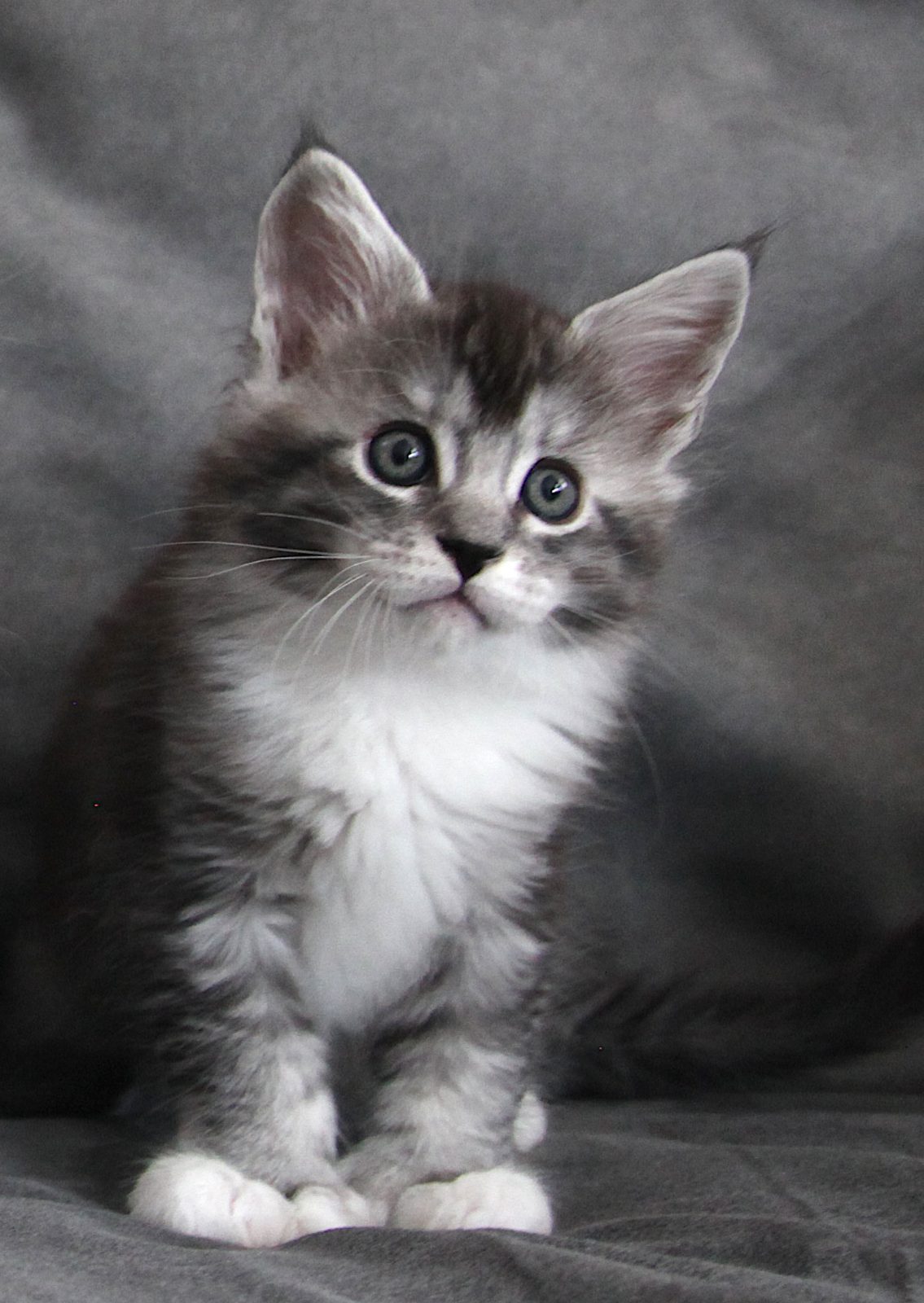 Bodhi at seven weeks old