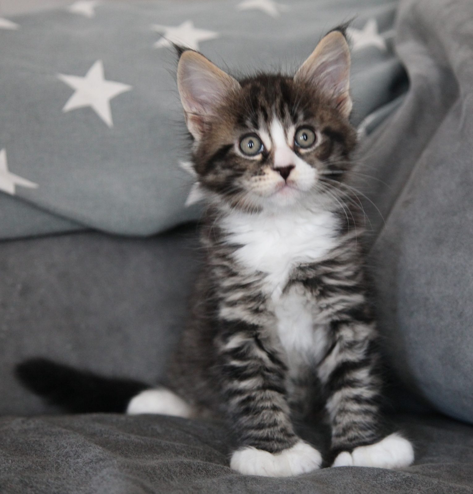 Guru at seven weeks old