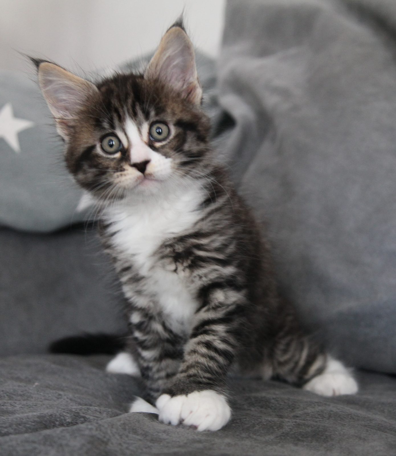 Guru at seven weeks old