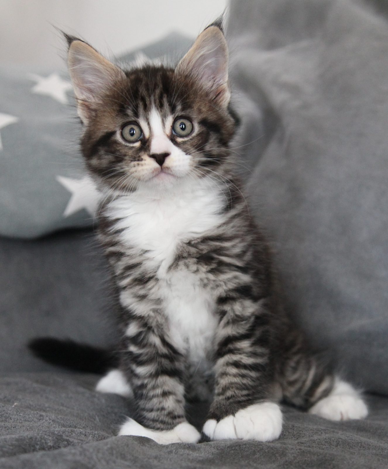 Guru at seven weeks old