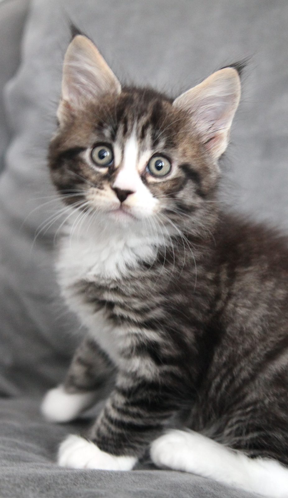 Guru at seven weeks old