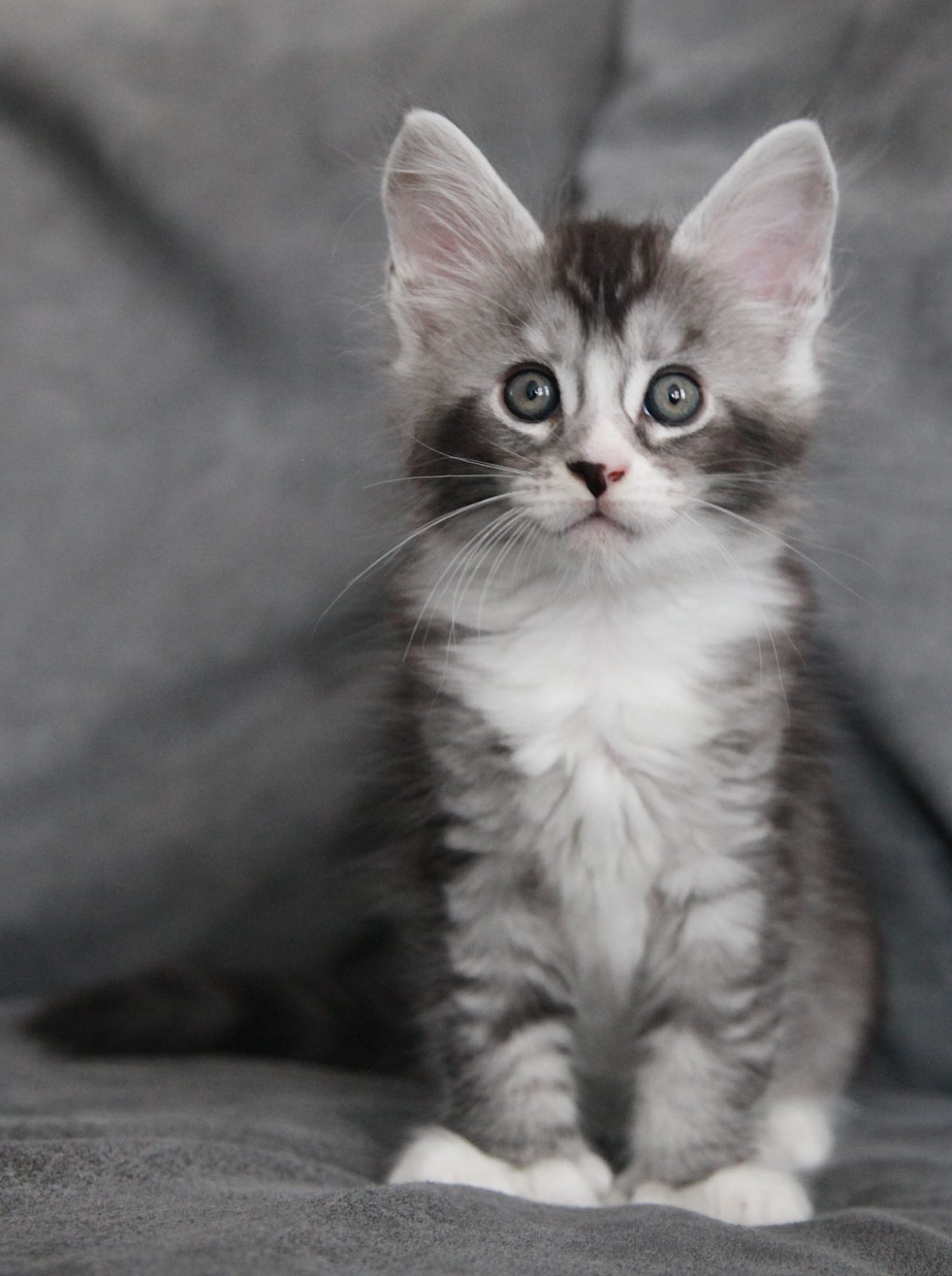 Karma at seven weeks old
