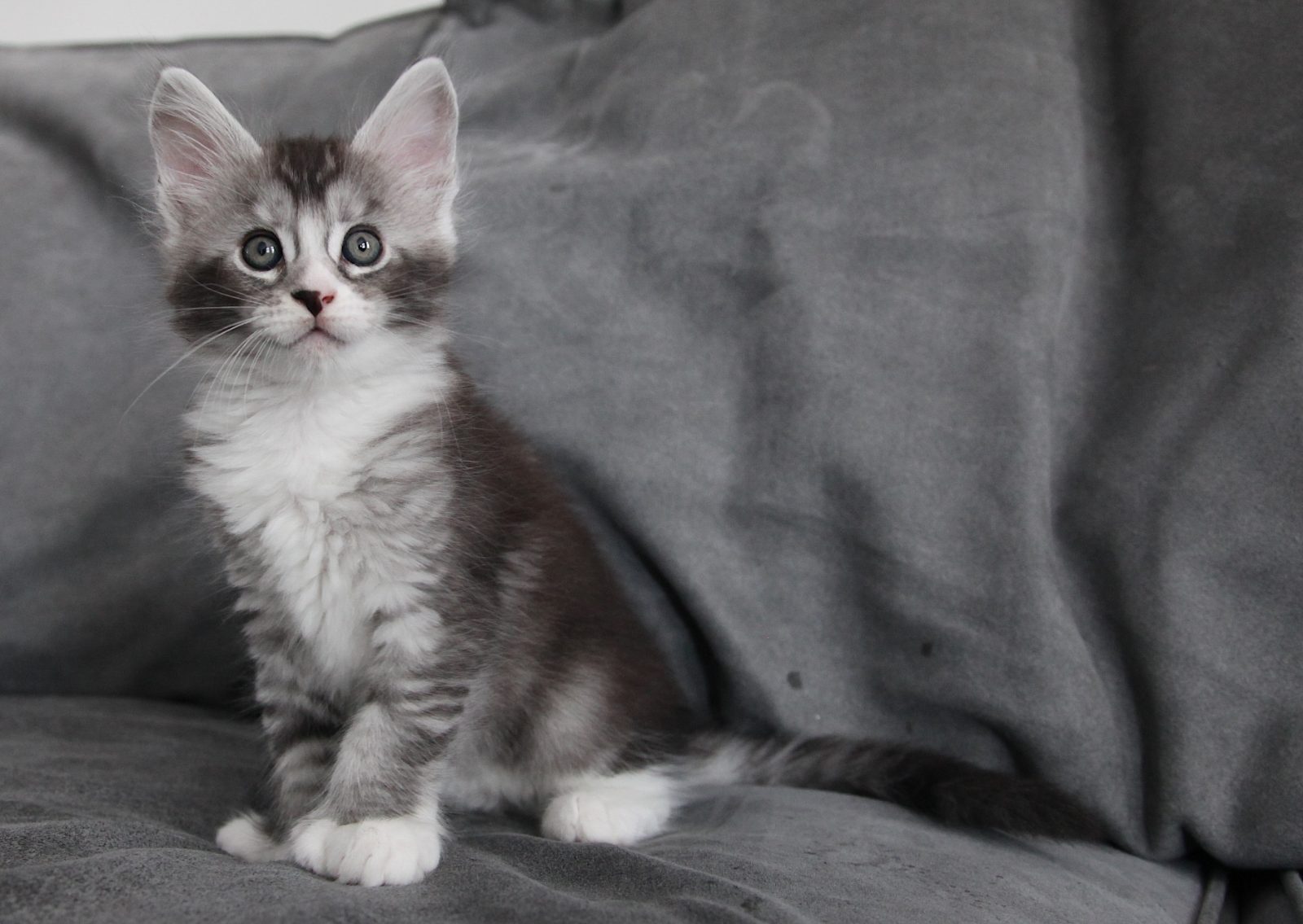 Karma at seven weeks old