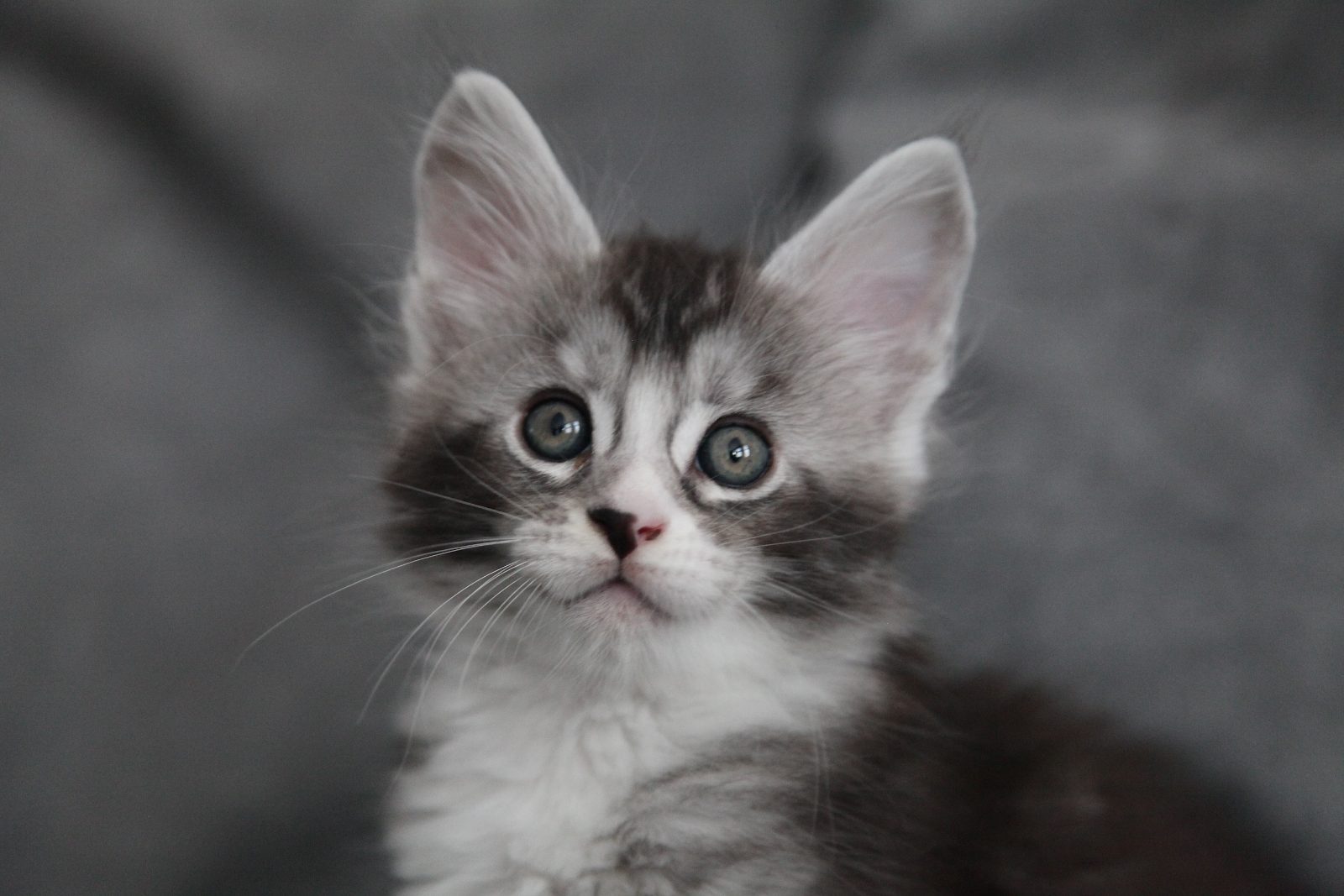 Karma at seven weeks old