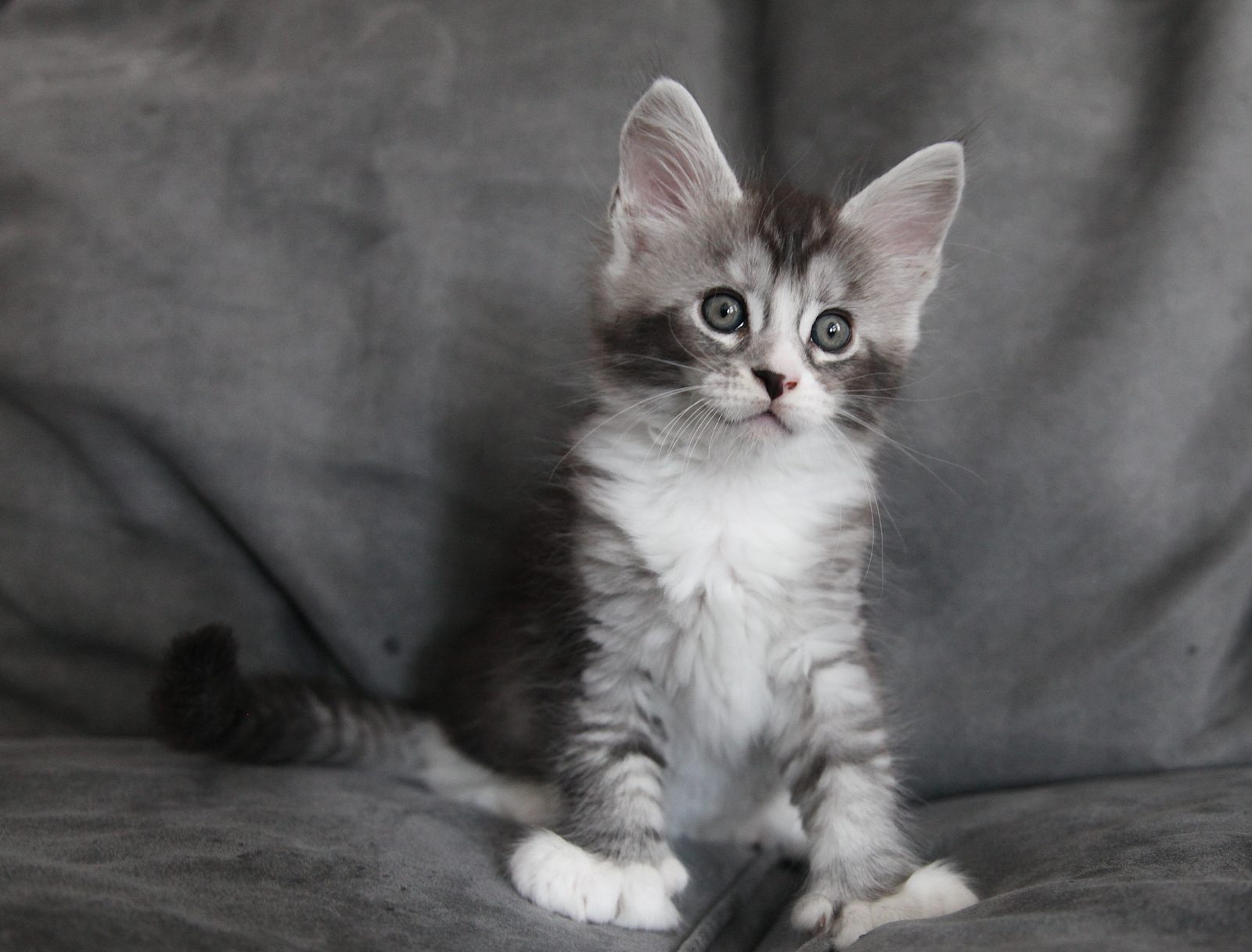 Karma at seven weeks old
