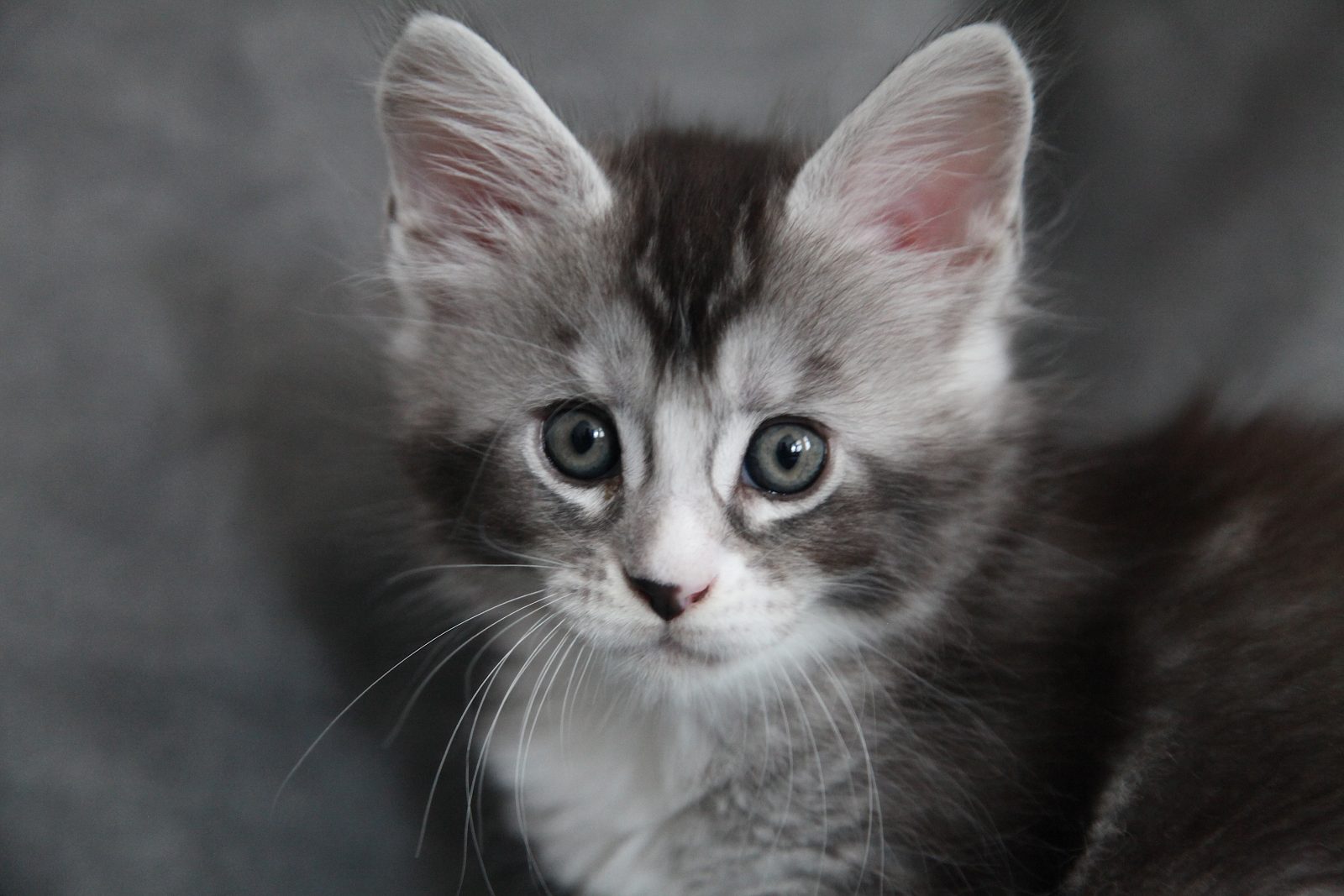 Karma at seven weeks old