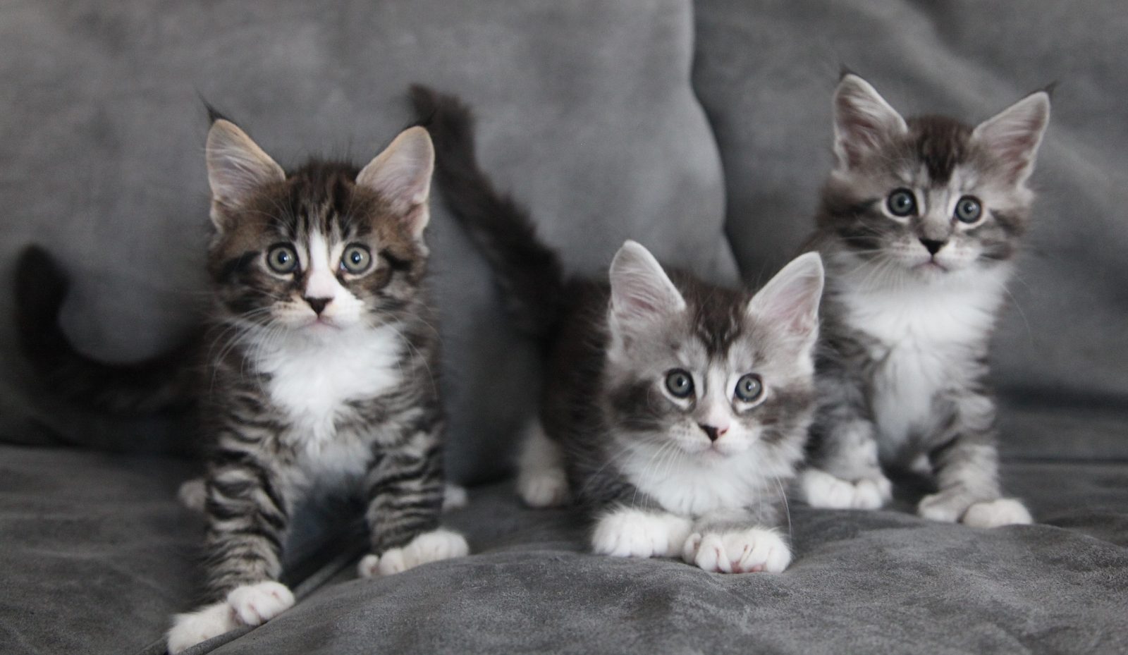 The three kittens at seven weeks