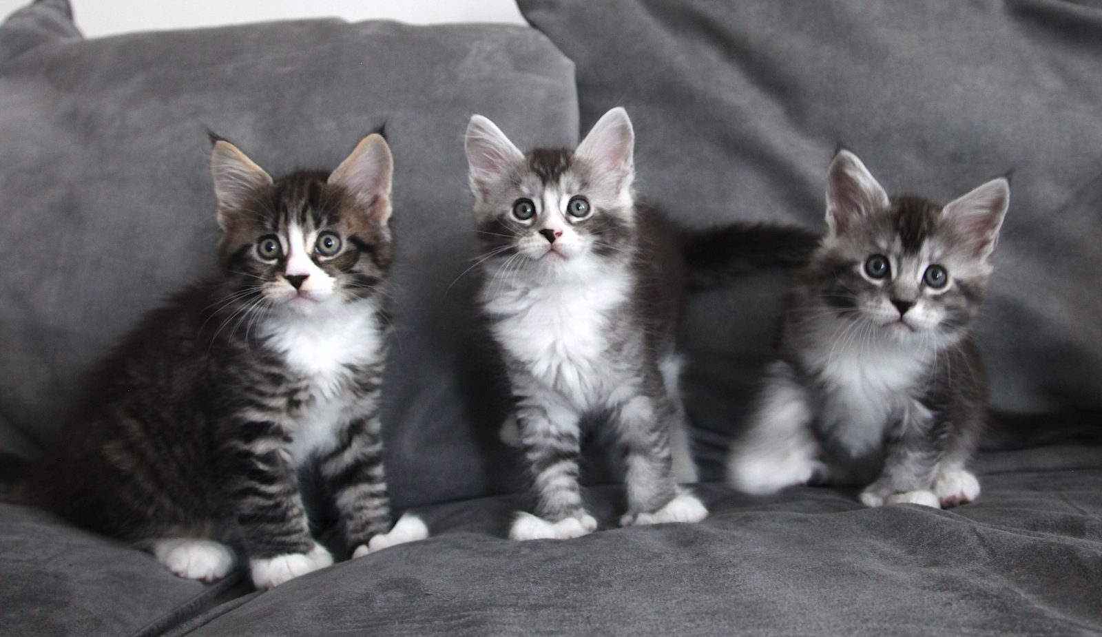 The three kittens at seven weeks