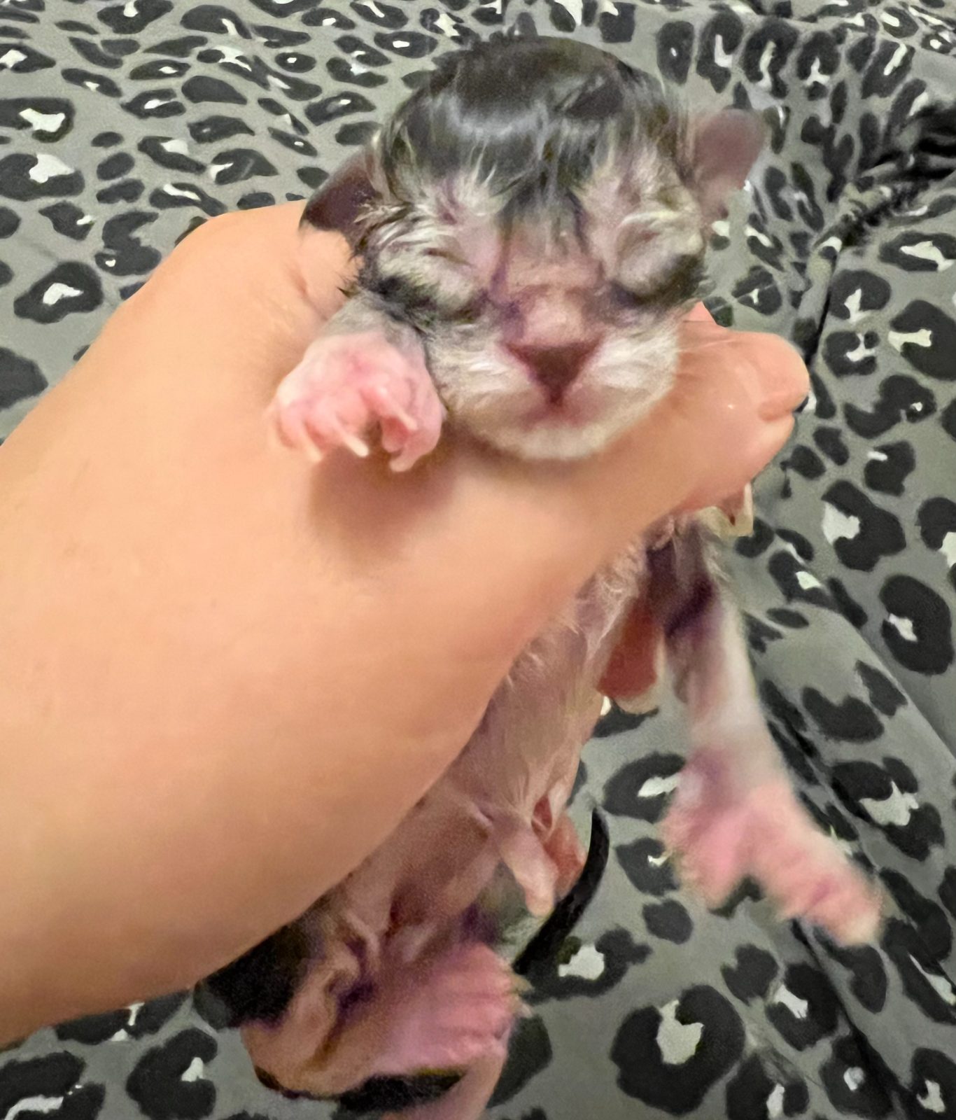 Newborn kitten