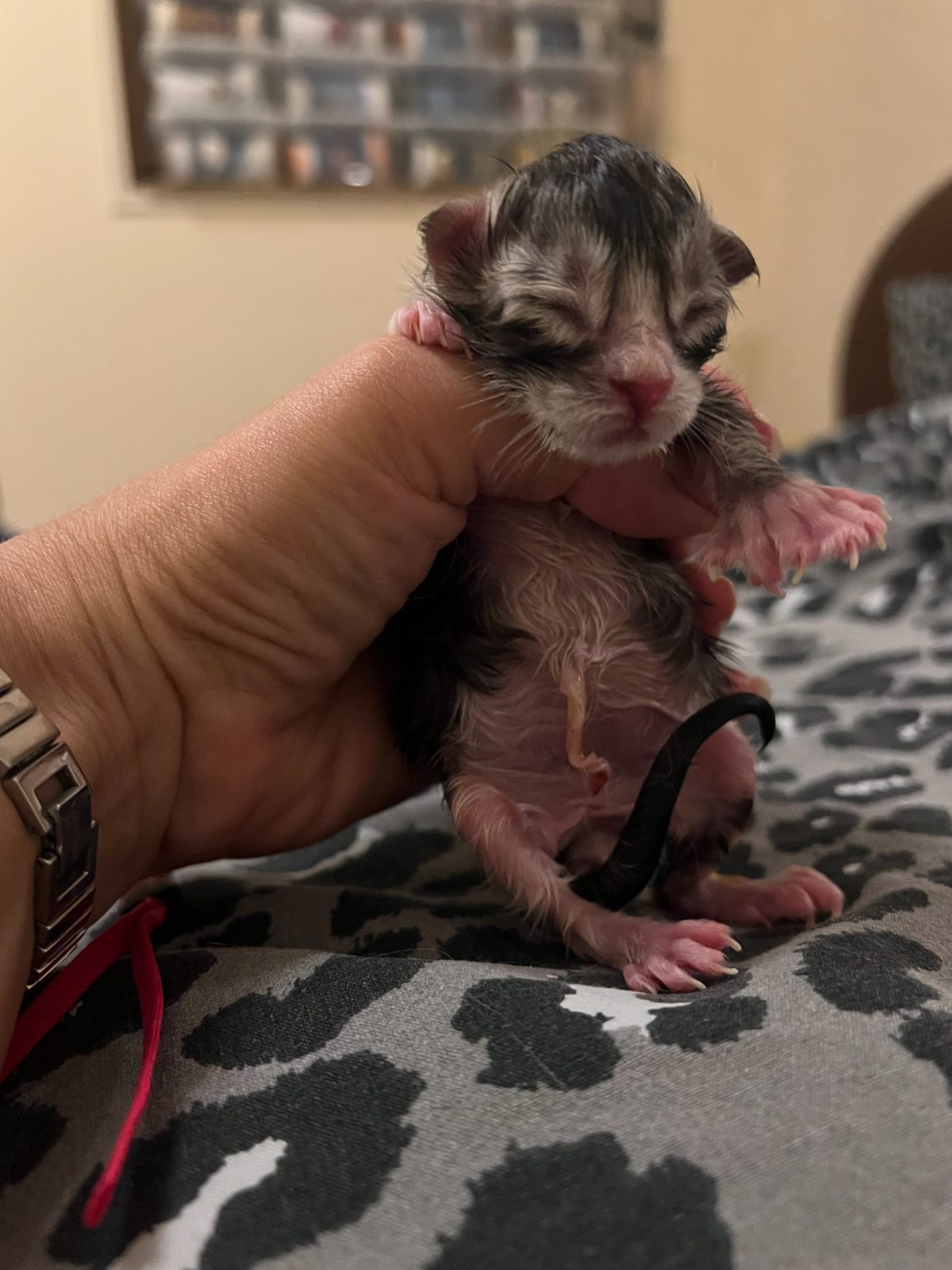 Newborn kitten
