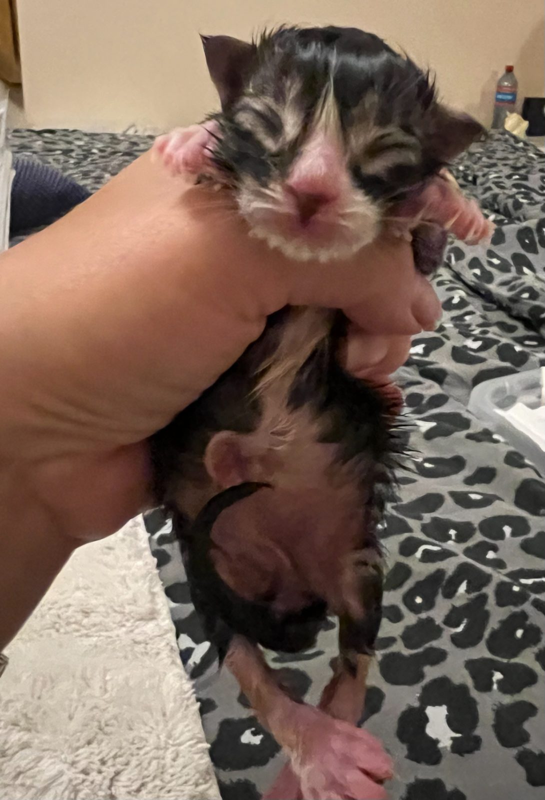 Newborn kitten