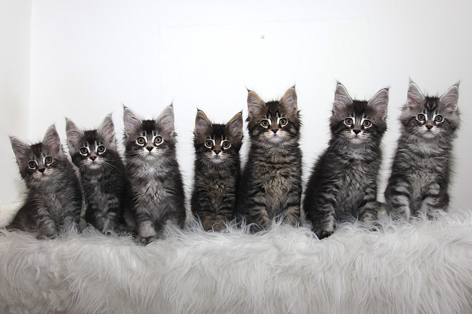 Seven Maine Coon kittens lined up on a sheepskin