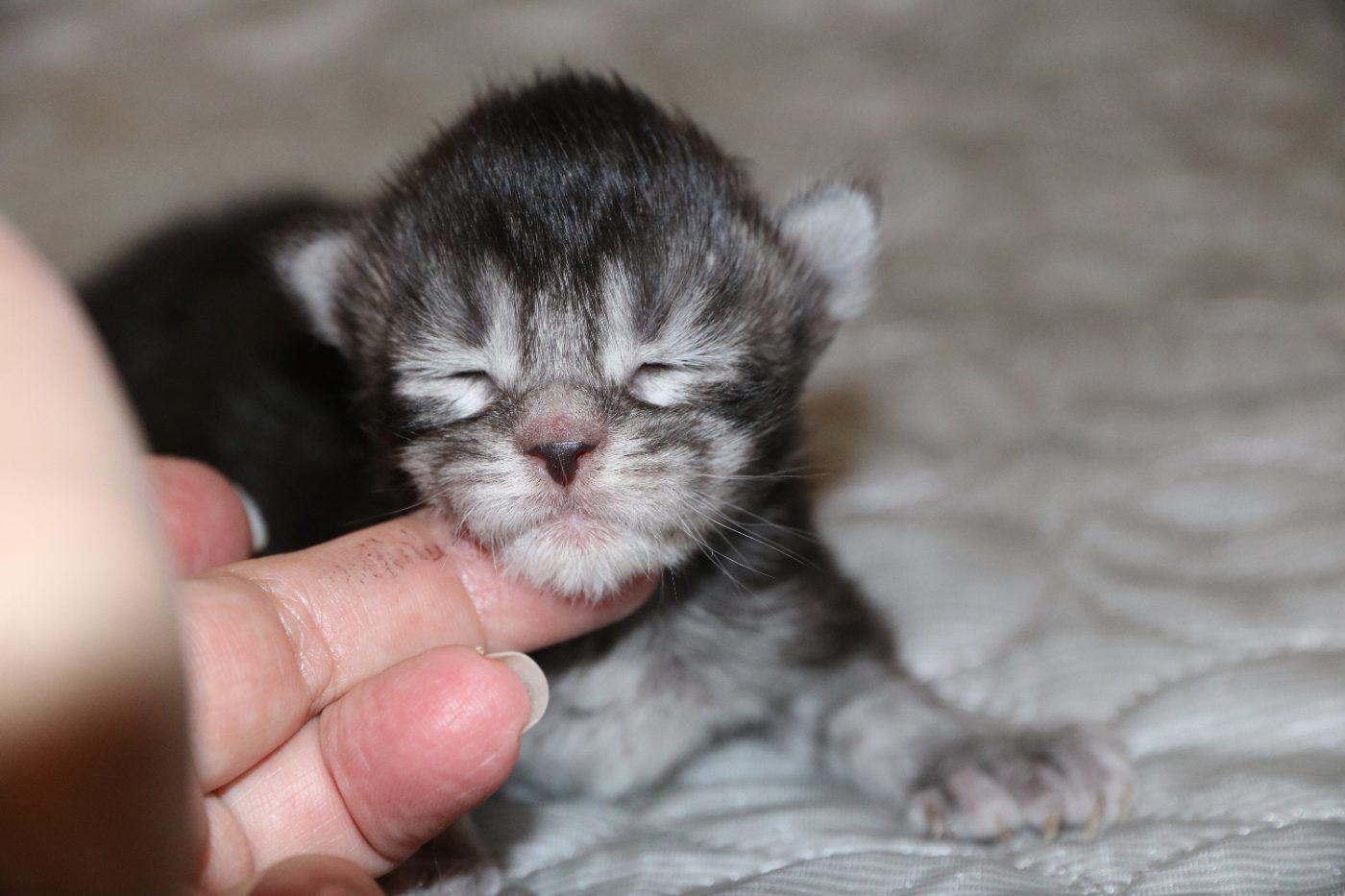 Kitten 1 at one week