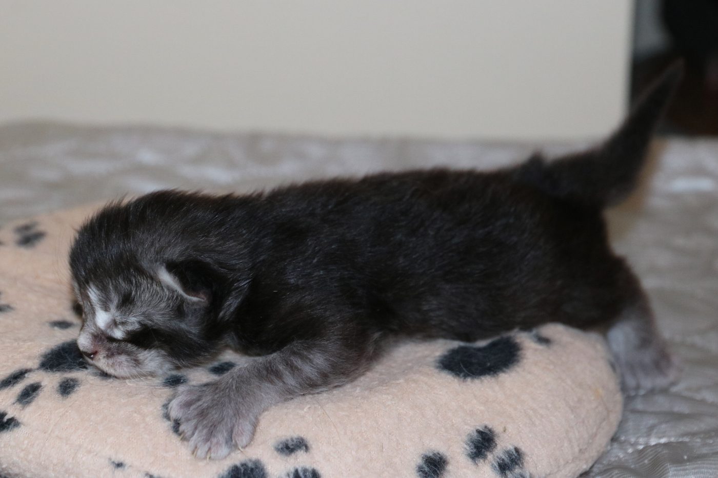Kitten 1 at one week