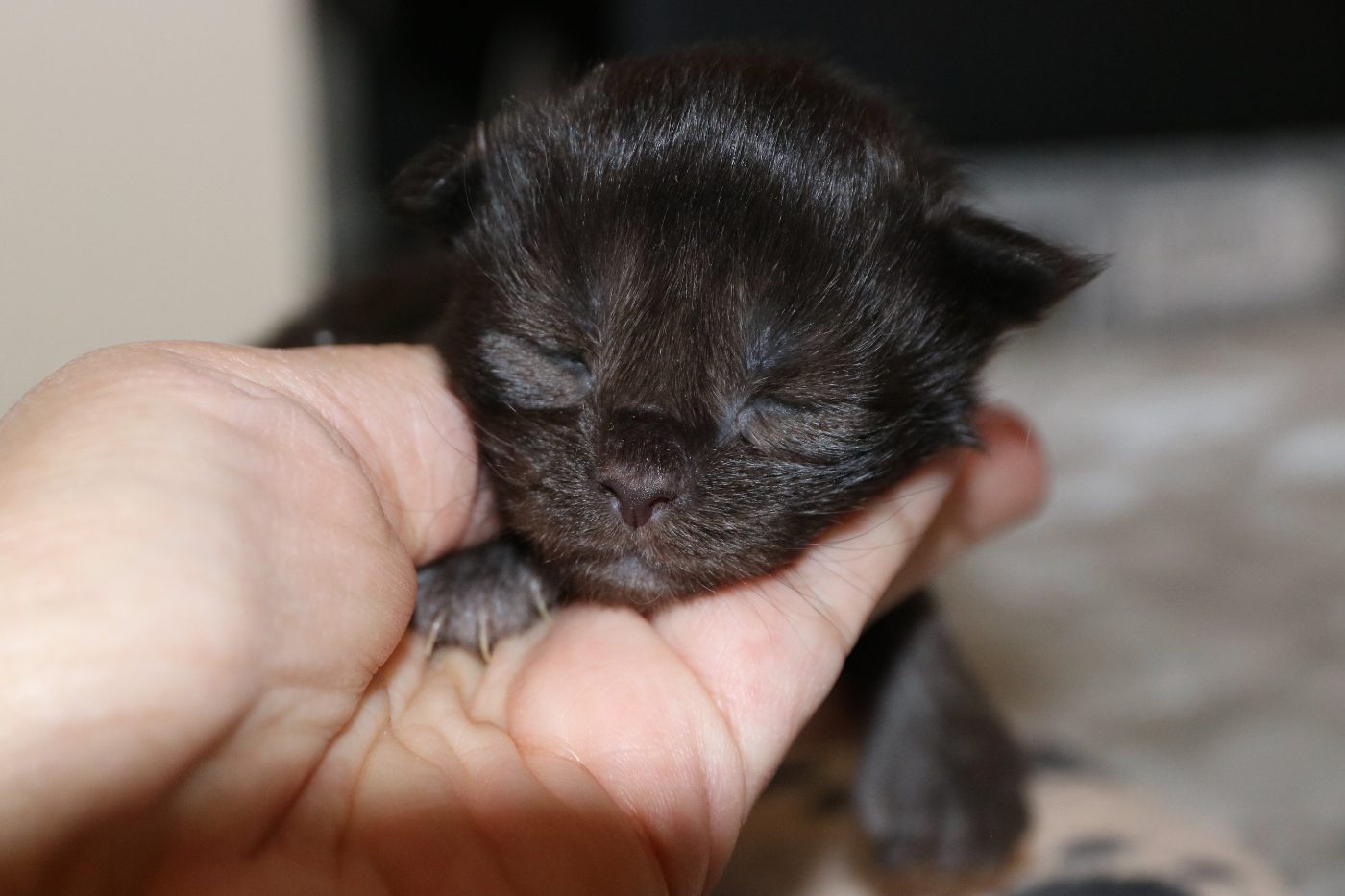 Kitten 3 at one week