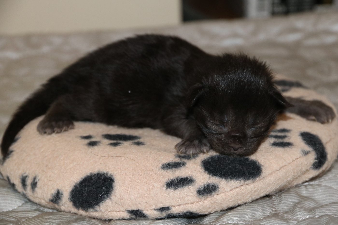 Kitten 3 at one week