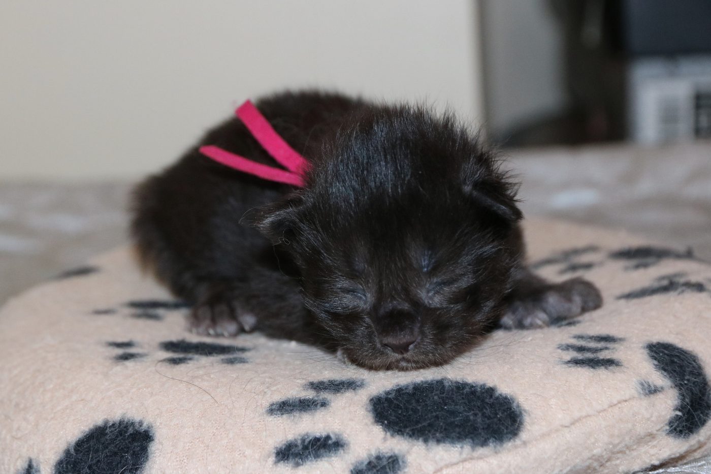 Kitten 4 at one week