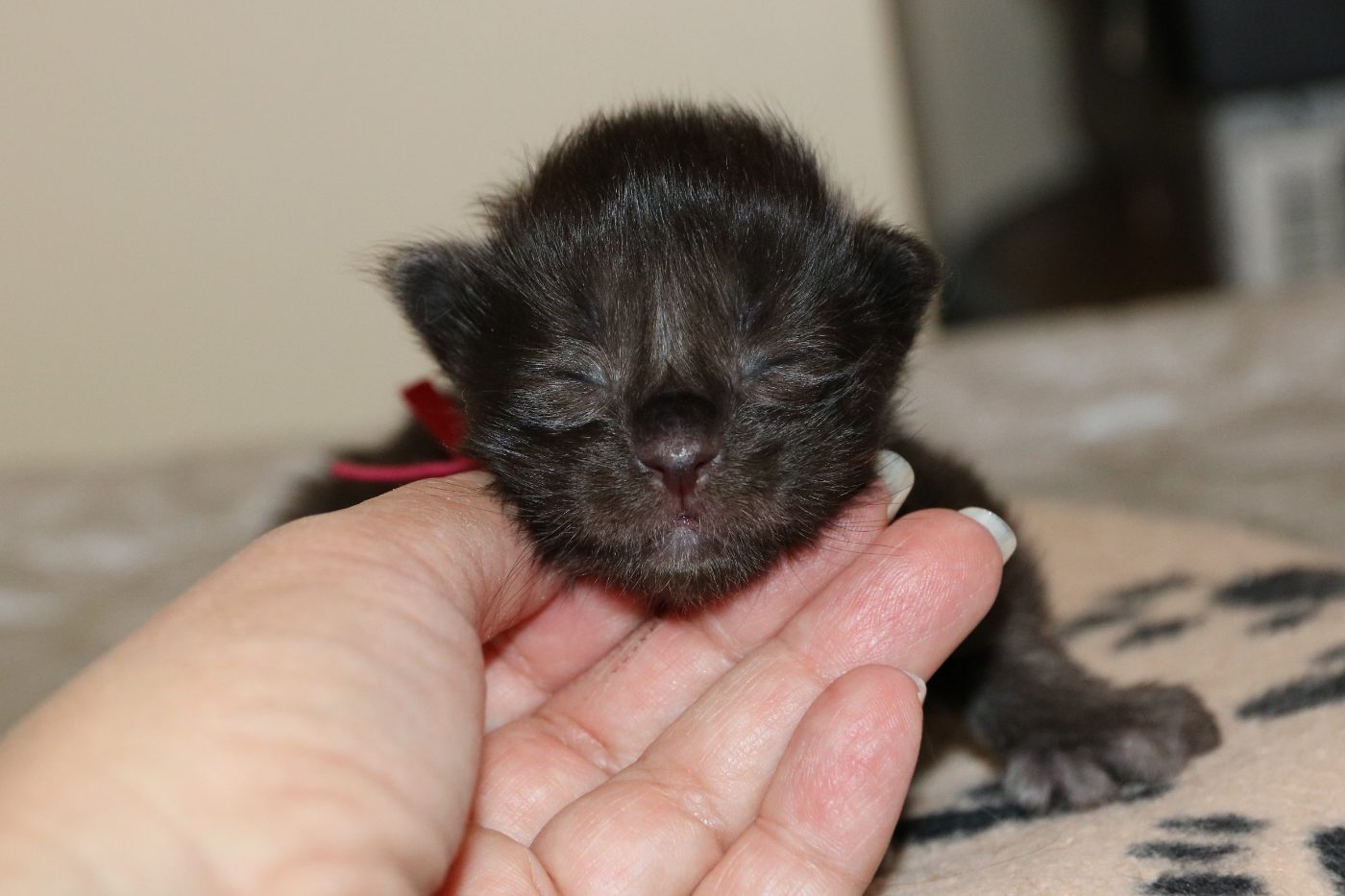 Kitten 4 at one week