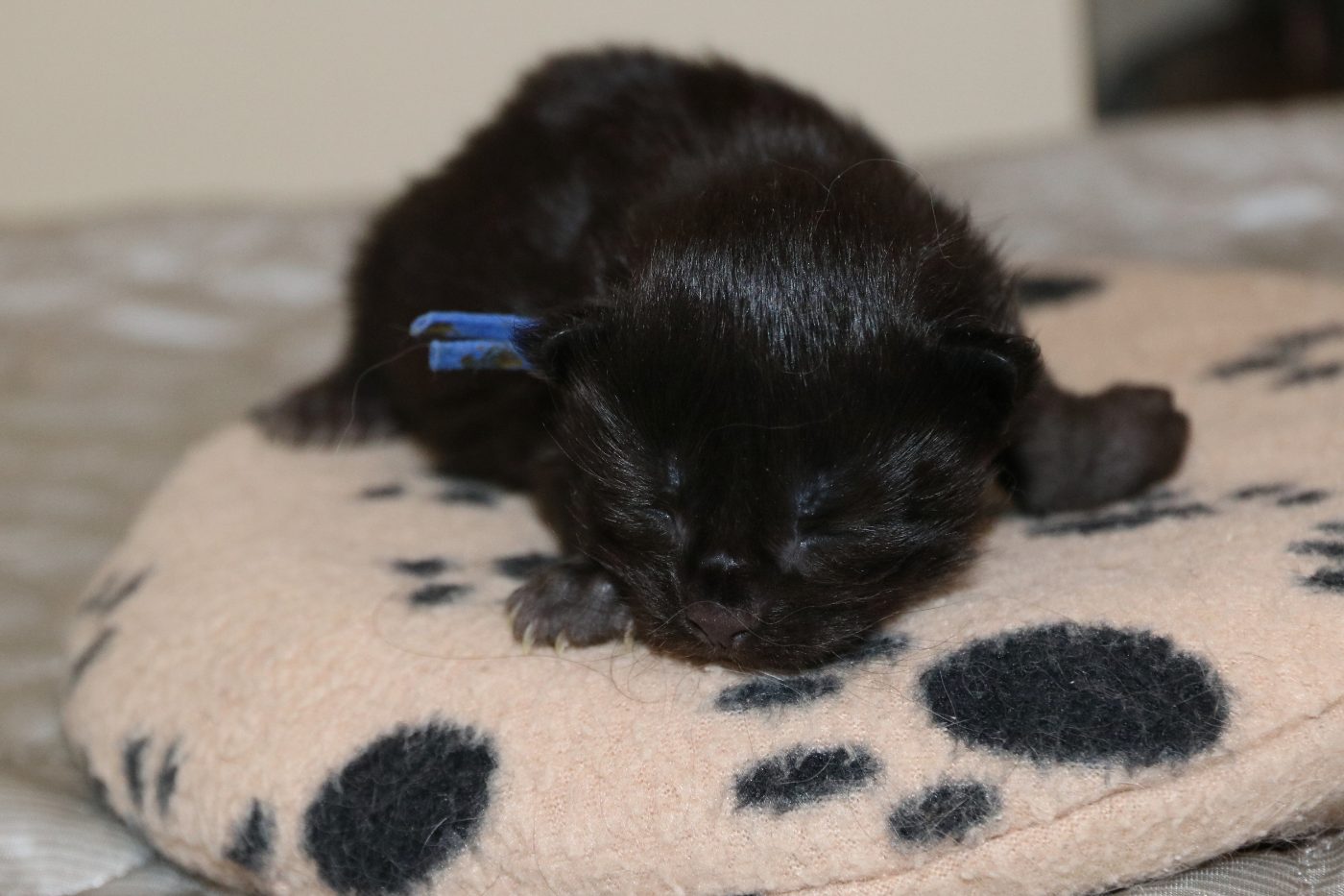 Kitten 2 at one week