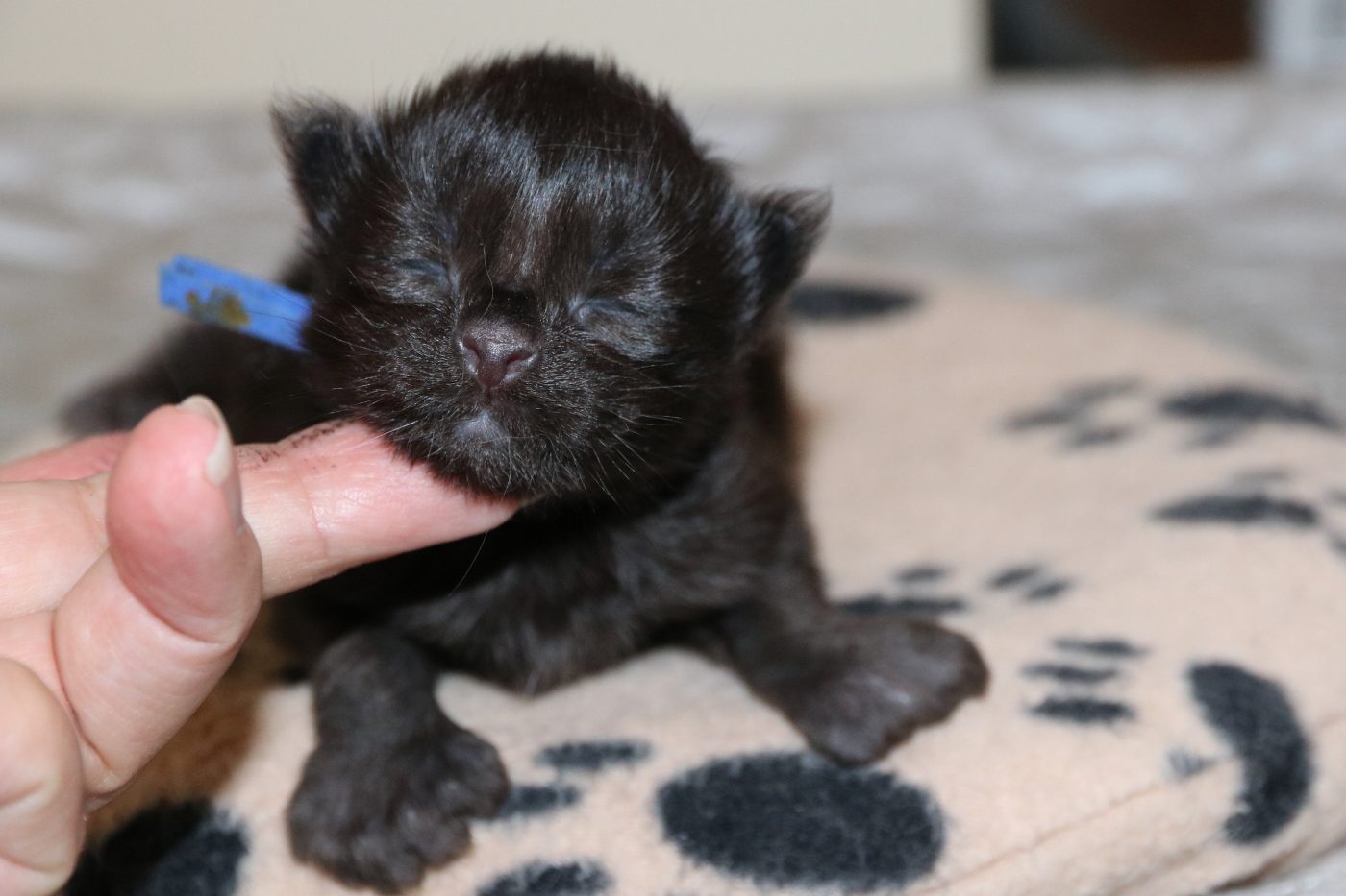 Kitten 2 at one week