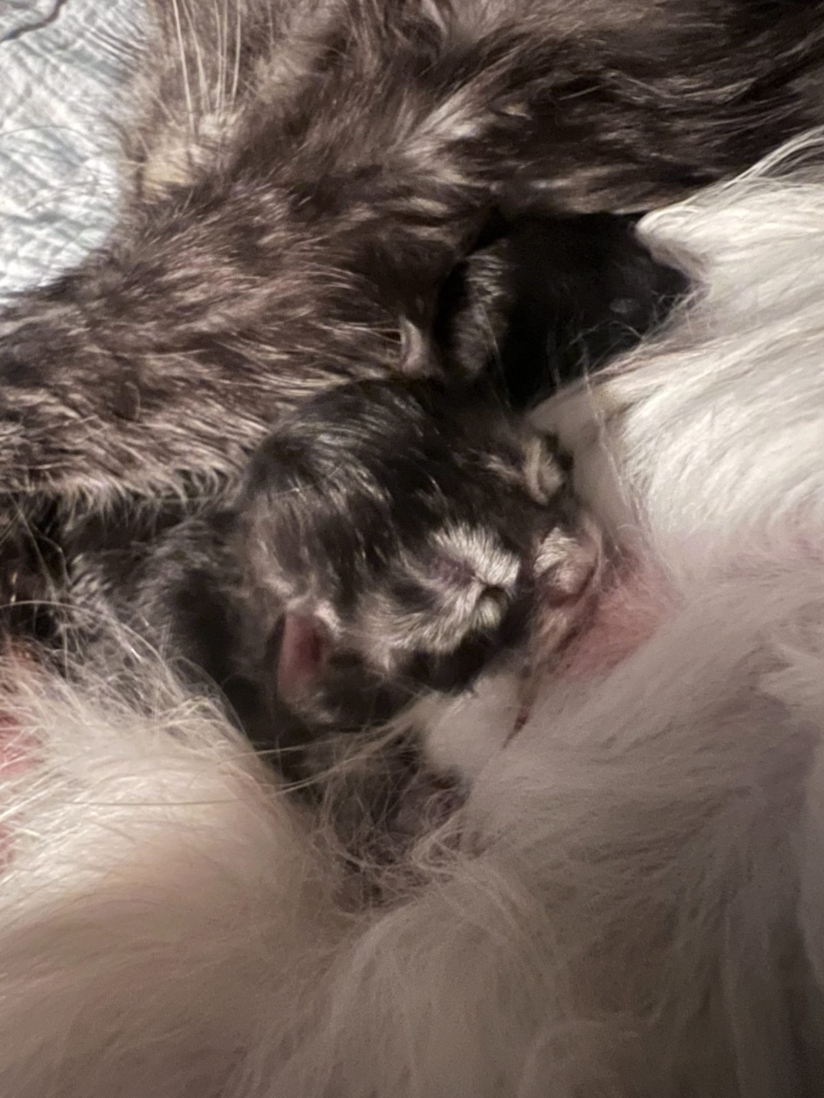 Uma with her newborn kittens