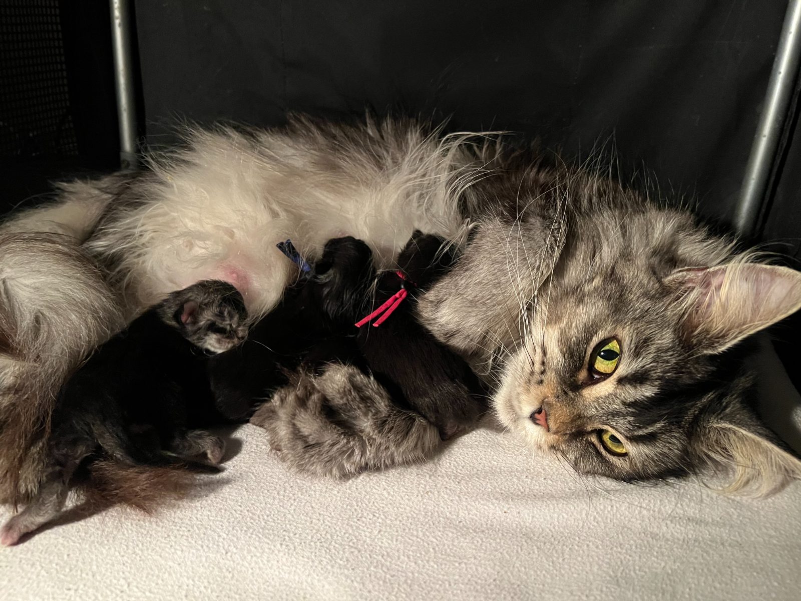 Uma with her newborn kittens