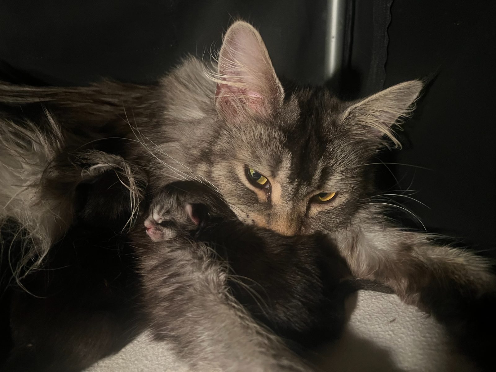Uma with her newborn kittens